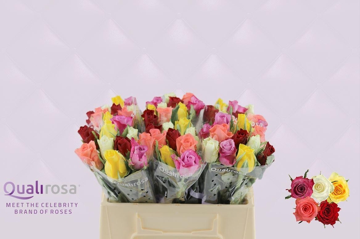 <h4>R Gr Mix Hapy 35</h4>