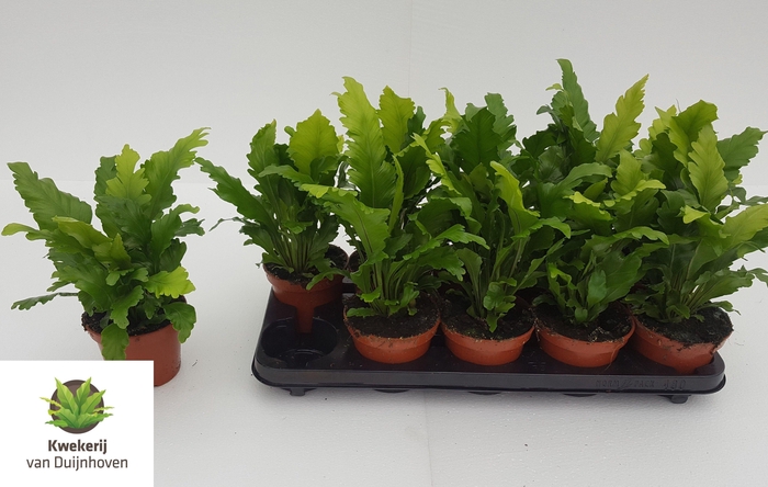 arr8 Asple Ni Campio