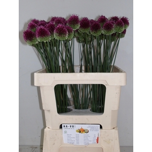 ALLIUM SPHAEROCEPHAL