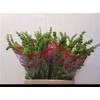 DEC Rumex Crisp Unicorn