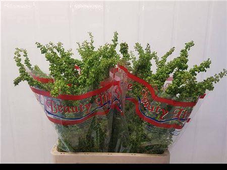 DEC Rumex Crisp Unicorn