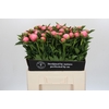 Paeonia Etched Salmon
