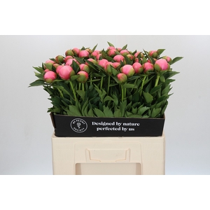 Paeonia Etched Salmon