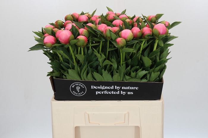 Paeonia Etched Salmon