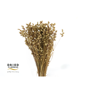 Dried Briza Maxima Natural