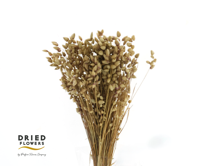 <h4>Dried Briza Maxima Natural</h4>