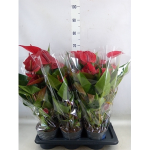 Anthurium andr. 'Picanta Red'