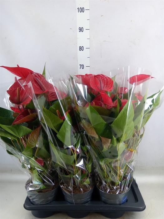 <h4>Anthurium andr. 'Picanta Red'</h4>