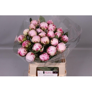 Paeonia Sarah Bernhardt