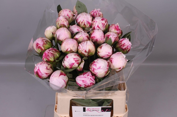 <h4>Paeonia Sarah Bernhardt</h4>