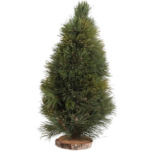 Kerstboom Kiefer L6