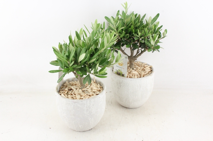 <h4>arr3 SN - Beton pot roma Olijf kl. x3</h4>