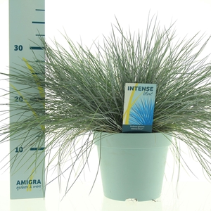 Festuca glauca Intense Blue