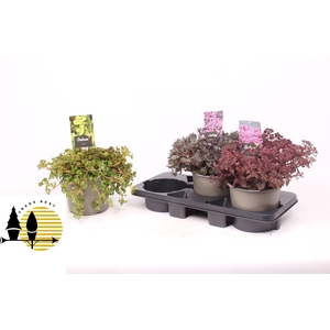 SEDUM GEM