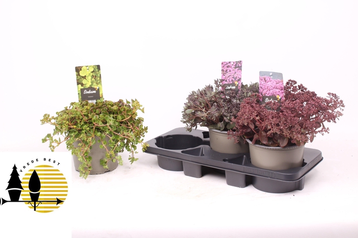 <h4>SEDUM GEM</h4>