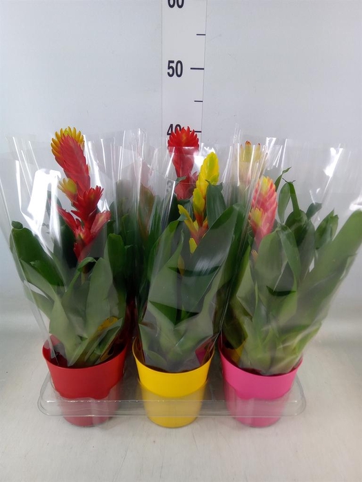 <h4>Vriesea   ...mix 6</h4>