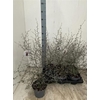 Corokia Cotoneaster