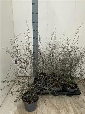 Corokia Cotoneaster