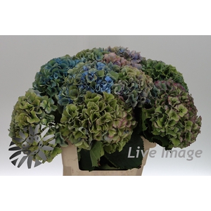 Hydrangea royal parade classic