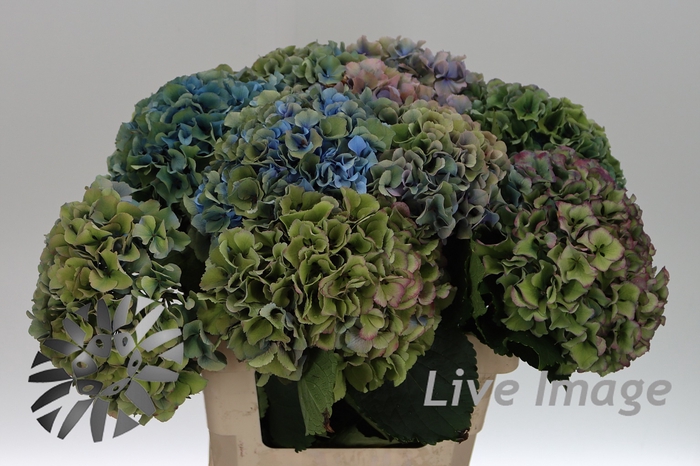 <h4>Hydrangea royal parade classic</h4>