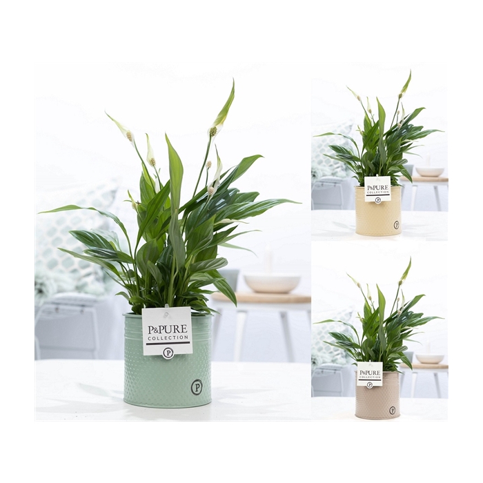 <h4>Spathiphyllum in P&PURE zinc pot Louise 4 ass.</h4>