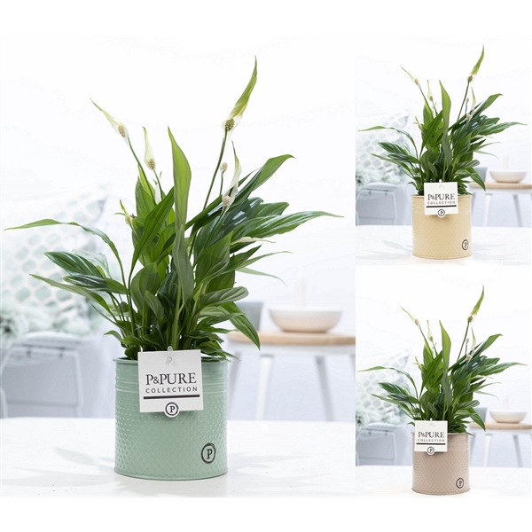 <h4>Spathiphyllum in P&PURE zinc pot Louise 4 ass.</h4>