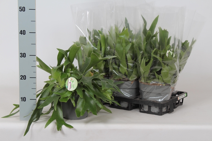 <h4>PLATYC BIFURCATUM</h4>