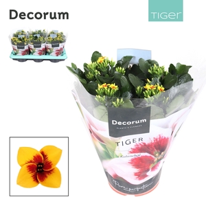 Kalanchoe Decorum Tiger - Yellow Single