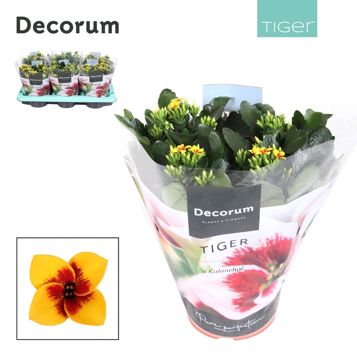 <h4>Kalanchoe Decorum Tiger - Yellow Single</h4>