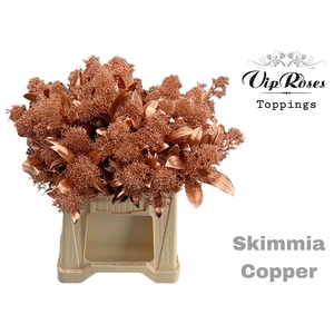 Skimmia Copper