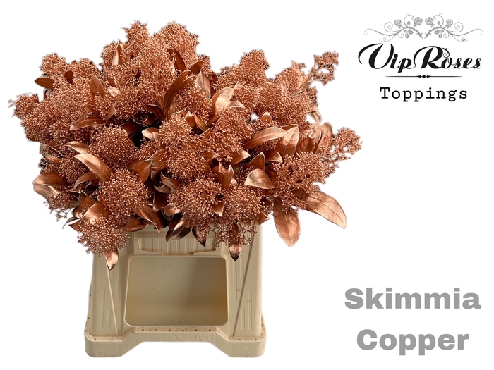 <h4>SKIMMIA COPPER</h4>