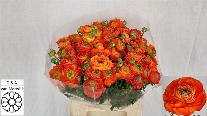 <h4>Ran Aazur Orange</h4>