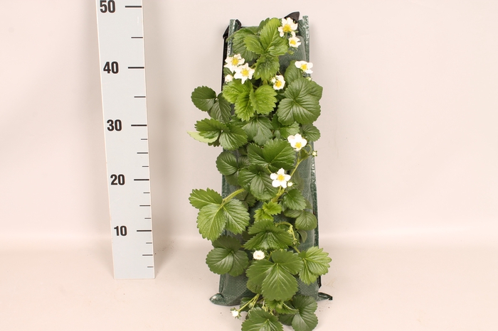 Wandhangers Fragaria