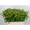 Bupleurum Griffithii
