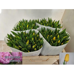 Tulipa si strong gold