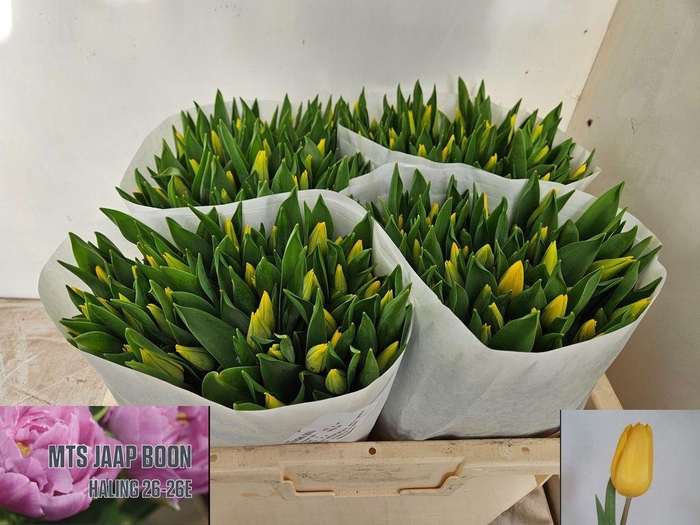 <h4>Tulipa si strong gold</h4>