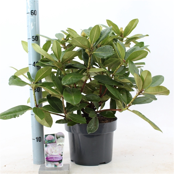 <h4>Rhododendron 'Gomer Waterer'</h4>