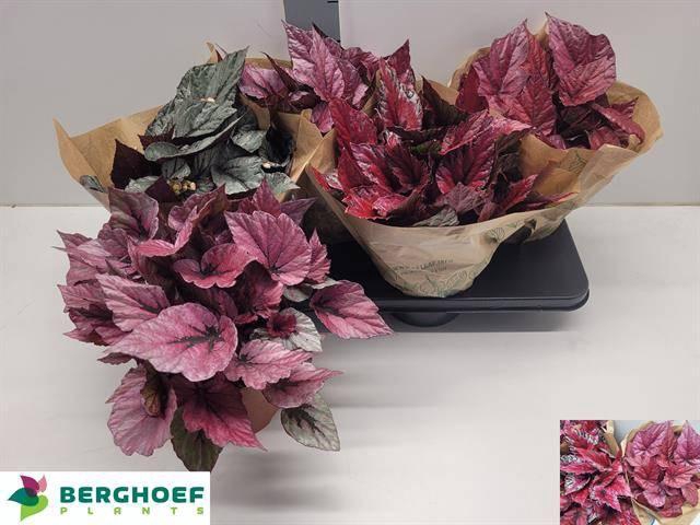 <h4>BEG BEL GEM</h4>