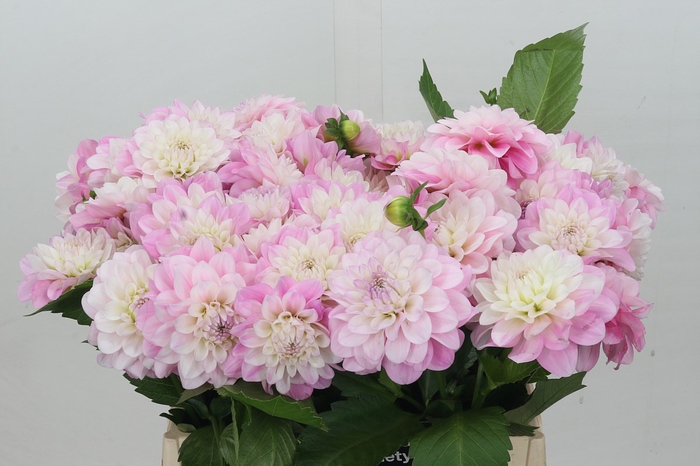 <h4>Dahlia Pink Pop</h4>