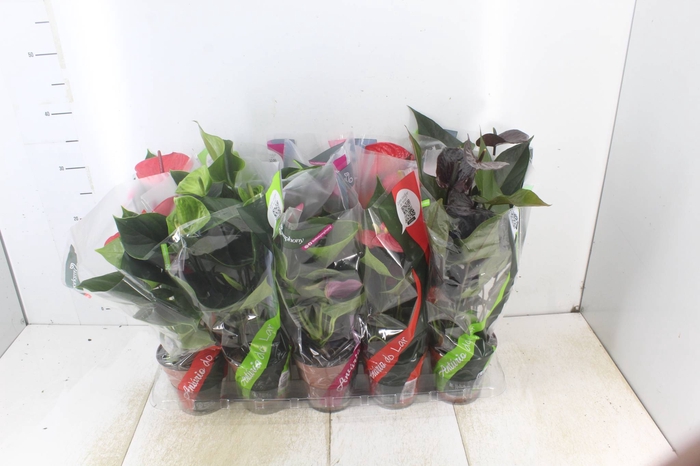 <h4>ANTHURIUM VARIADO P12</h4>