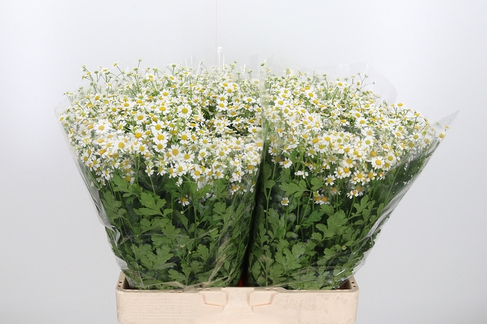 <h4>Tanacetum Pa Single Vegmo</h4>