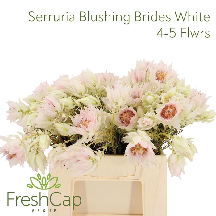 <h4>Serruria Blushing Brides White 4-5 Flwrs</h4>