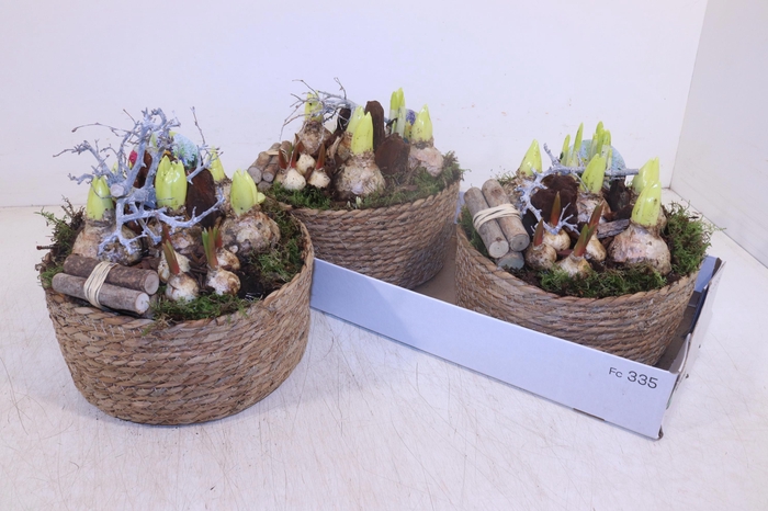 <h4>Arr Bol Knolgewas</h4>