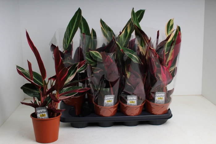 <h4>STROM SA TRIOSTAR</h4>