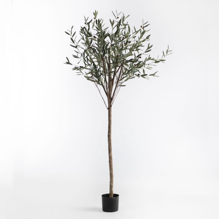 <h4>Af Olive Tree Pot H190cm Green</h4>