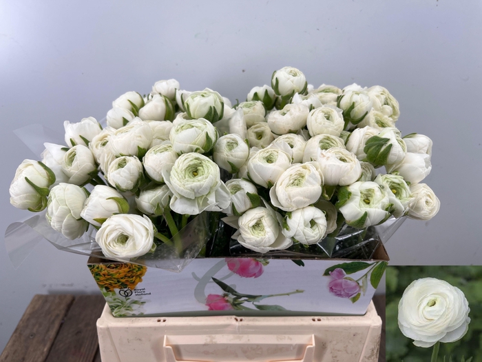 <h4>RAN EL WHITE</h4>