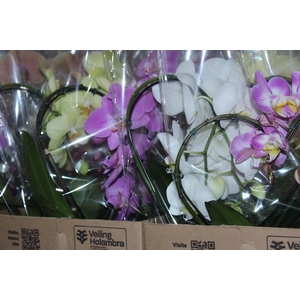PHALAENOPSIS CORACAO P12