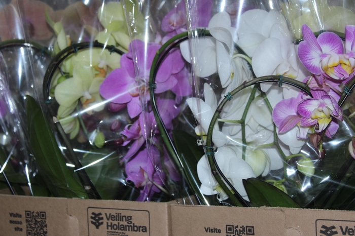 <h4>PHALAENOPSIS CORACAO P12</h4>