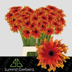 Gerbera Pasta Caprese Water x40 Lang