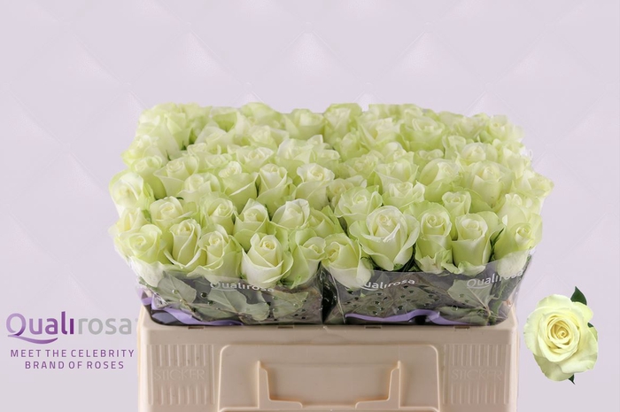 <h4>R Gr Snow Storm</h4>